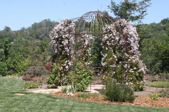 Pink Jasmine Over Arbor